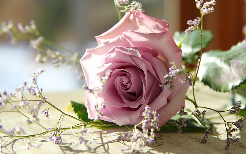 Beautiful pink rose, beautiful, fragrance, rose, pink, leaves, pretty, petals, flower, scent HD wallpaper