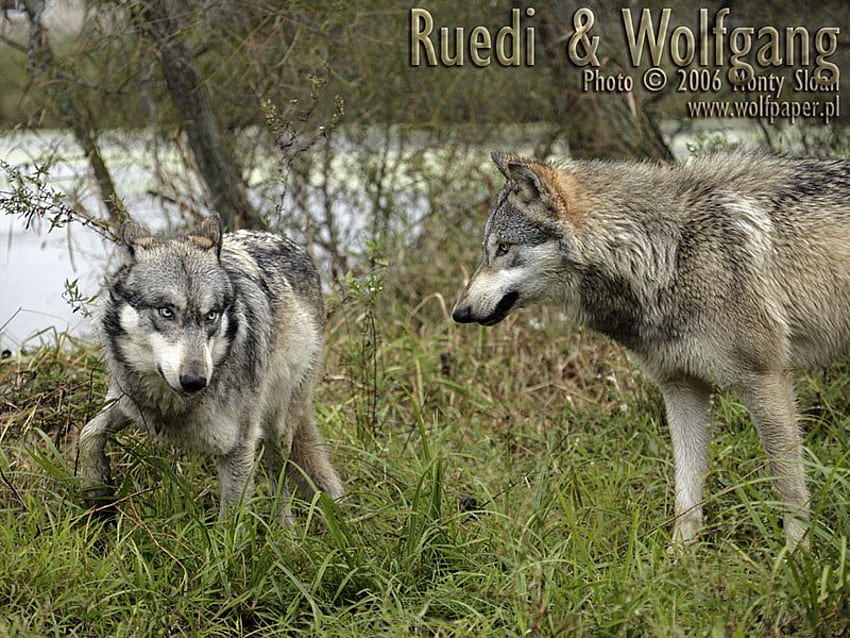 wolfgang ameaçando ruedi, ruedi, 2 lobos, lobos, wolfgang papel de parede HD