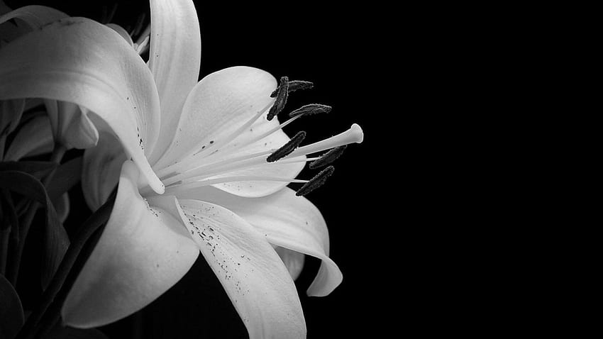 Tropical Flowers, Black and White Tropical Flower HD wallpaper