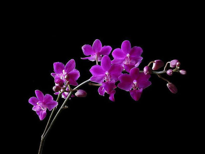 Flor De Orquídea, Orquídea Blanca Y Negra fondo de pantalla