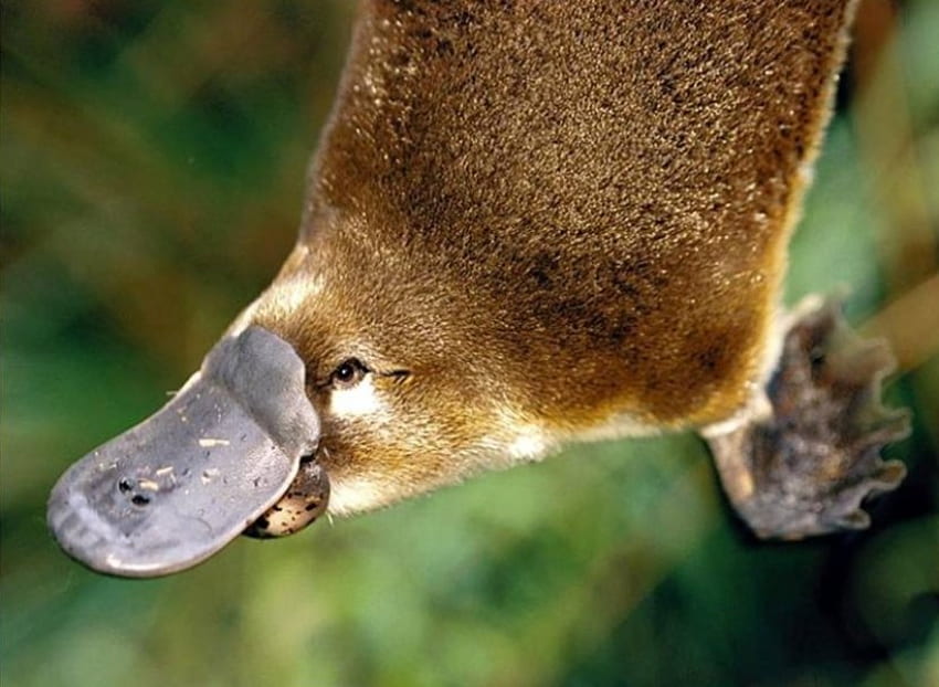 Australian Platypus, platypus, australia HD wallpaper