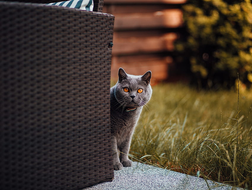 Adorable chat gris, regard fixe Fond d'écran HD
