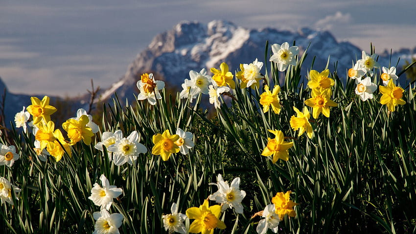 Alam, Bunga, Narcissussi, Tumbuhan Wallpaper HD