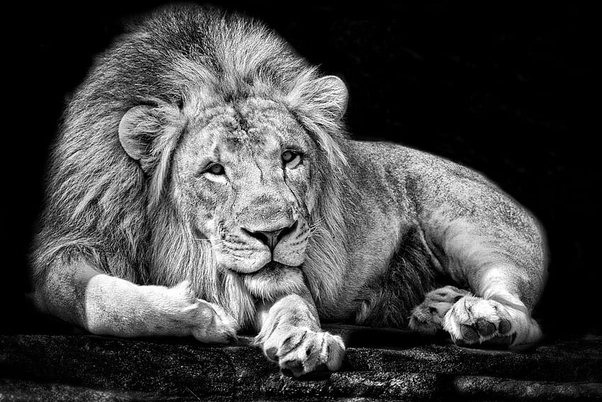 Animals, Background, Lion, King, Tsar HD wallpaper