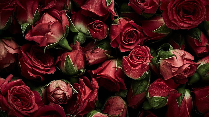 빨간 장미 꽃, 붉은 꽃 HD 월페이퍼