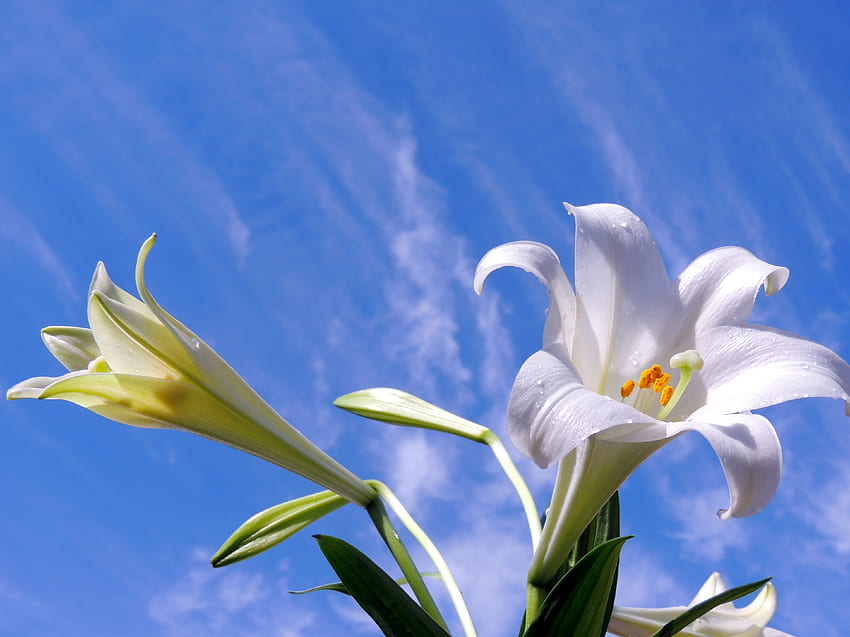 Giglio di Pasqua, bianco, fiori, cielo, graphy Sfondo HD