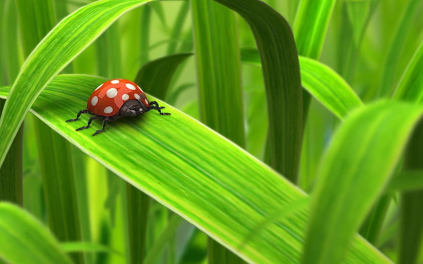 Green Day, lady bug, lady, 3d, bug, abstracto, cg, animales, insect, ladybug, art, res, hot, insectos, grass, spots, black spots, leaves, bugs, green, cool, nature fondo de pantalla