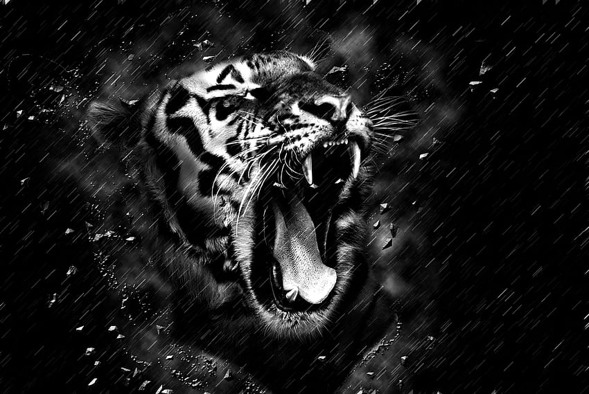 Animals, Grin, Predator, Bw, Chb, Tiger, Fangs HD wallpaper