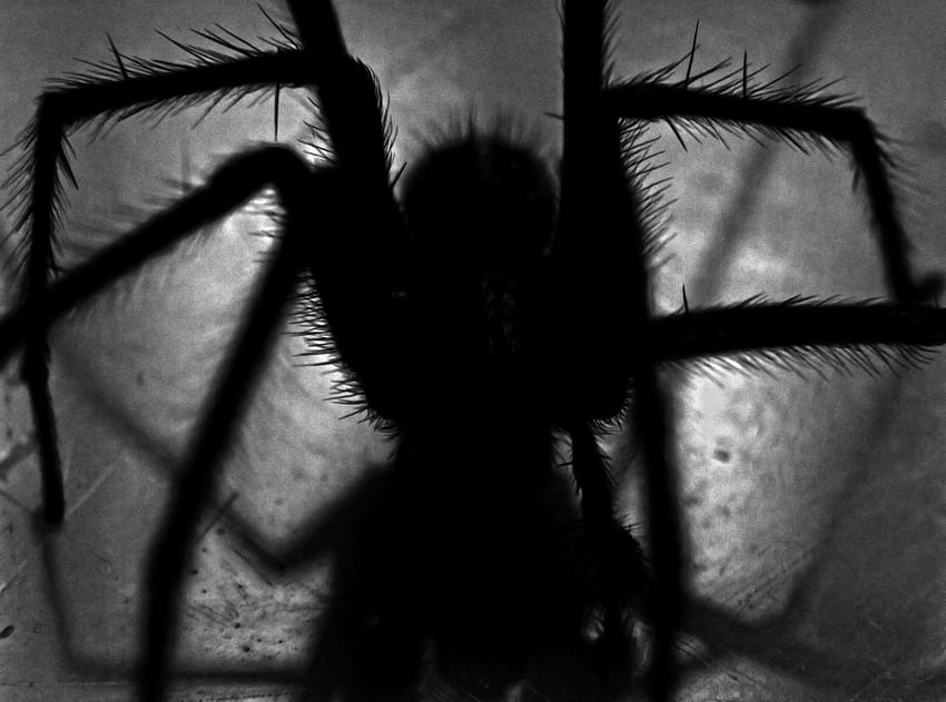 arachnid, arachnids, arachnophobia, black, black, Halloween Spider HD wallpaper