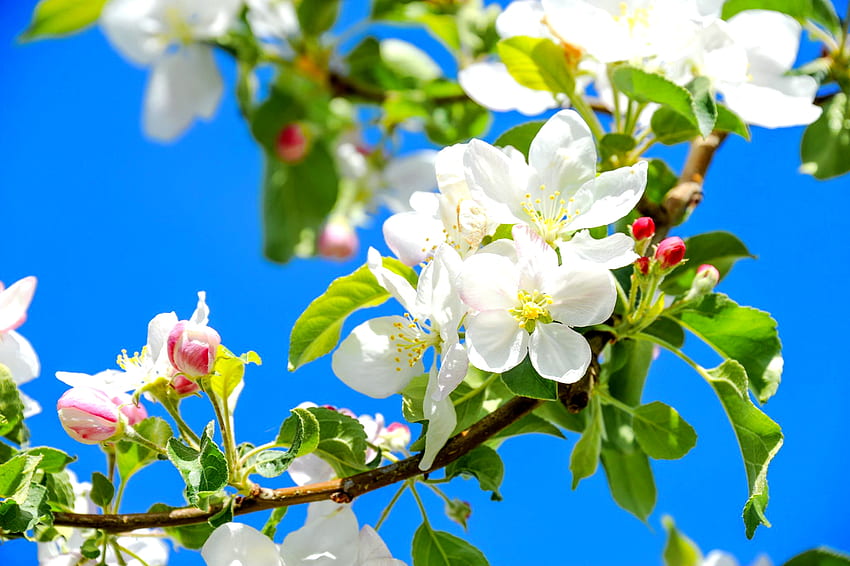 Fraîcheur printanière, ciel, printemps, arbre, floraison, beau, feuilles, fraîcheur, fleurs, fleurs, branches, pomme Fond d'écran HD