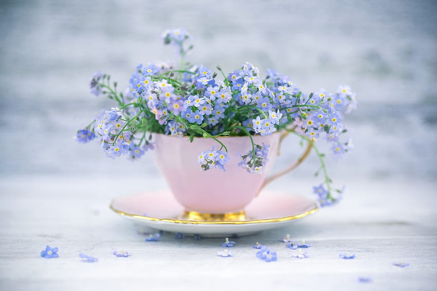 Forget-me-not, blue, white, nu ma uita, flower, forget me not, cup HD wallpaper