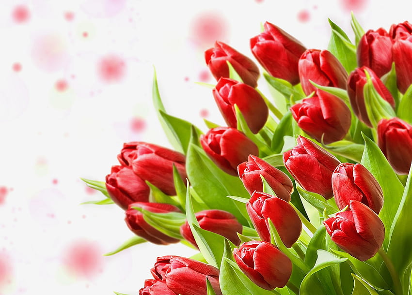 Fleurs, Tulipes, Gros Plan, Bouquet Fond d'écran HD