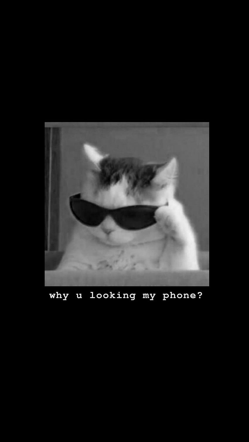 Sperrschirm. Frech, Katze, lustiges Telefon, ästhetische Katze HD-Handy-Hintergrundbild