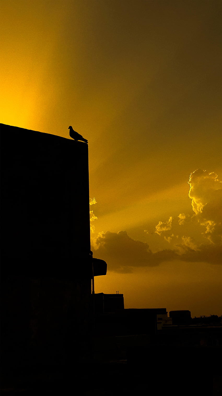Building, Silhouette, Bird, Dove HD phone wallpaper
