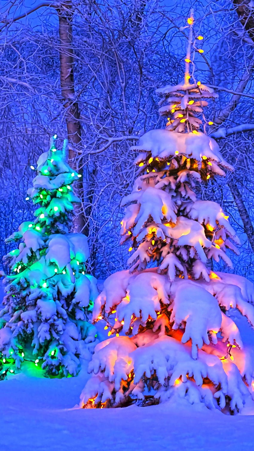 Christmas Trees In Canada HD phone wallpaper