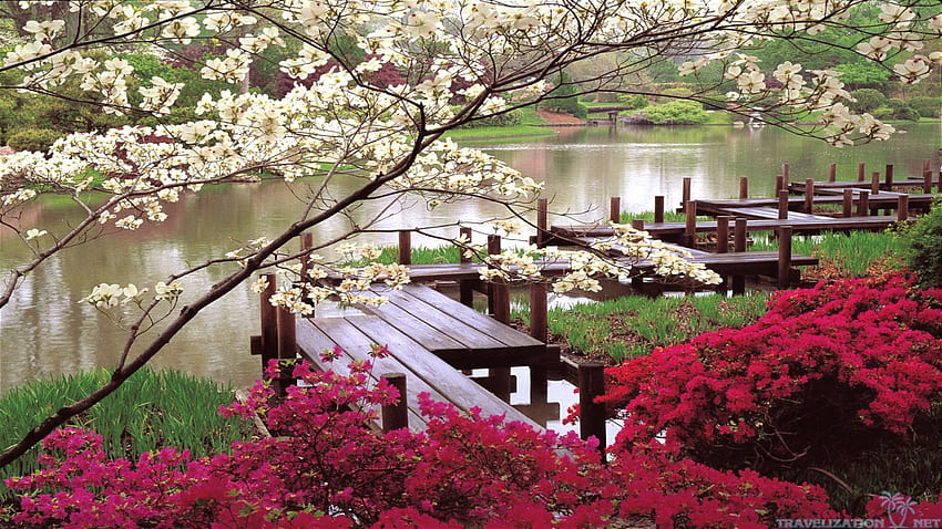 Musim Semi Taman Jepang di Luar Ruangan, Bunga Sakura Jepang Zen Wallpaper HD