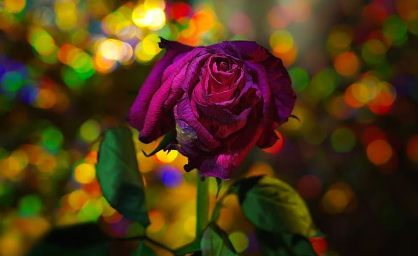 Herrlich, Rose, lila Rose, Blume, lila Farbe, schön, glorreich, Pracht, Makro HD-Hintergrundbild