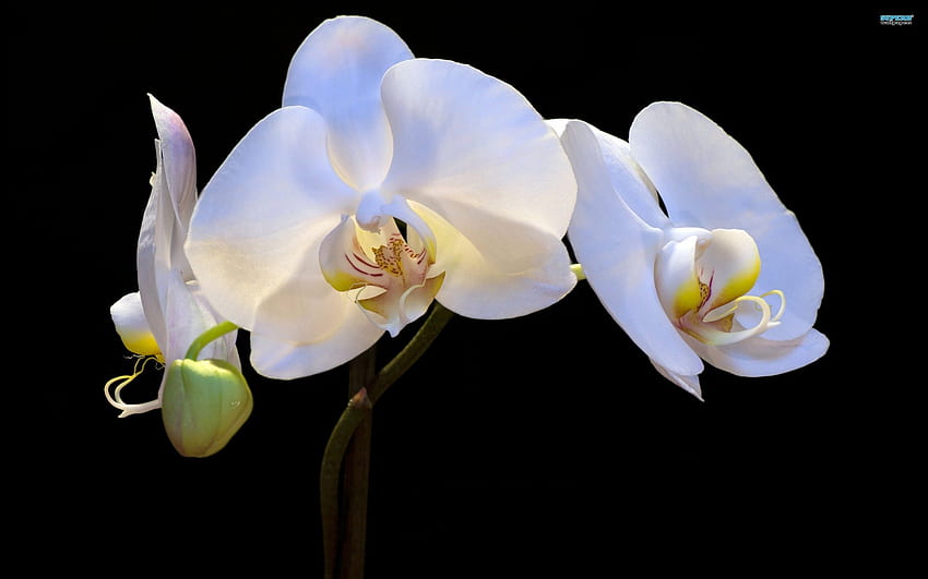 真珠のような蘭、白、美しい、花、蘭 高画質の壁紙