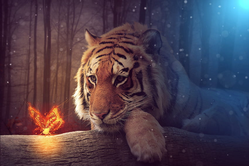 Tiger Dreamy Art, Artist HD wallpaper
