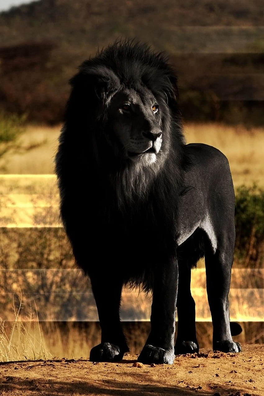 lion, black lion, mane, rock HD phone wallpaper
