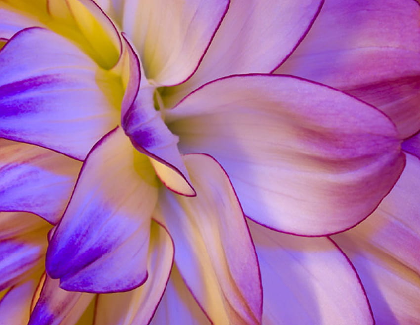 PURPLE DREAM, fioletowy, kolorowy, płatki, kwiat, dalia Tapeta HD