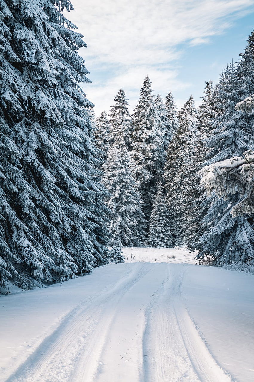 Snow Forest Photos, Download The BEST Free Snow Forest Stock Photos & HD  Images