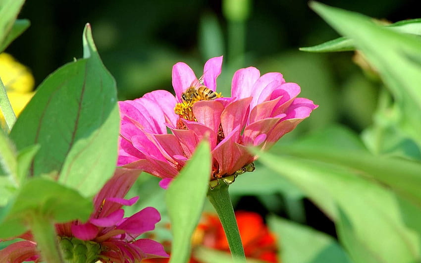 나비와 핑크 꽃, 꽃, 사랑, 녹색, 빨강 HD 월페이퍼