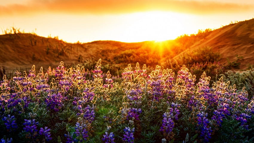 Sunset On Flower field, champs, fleurs, soleil, coucher de soleil, montagne Fond d'écran HD