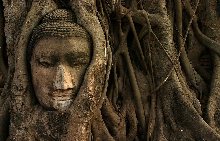 The Buddha In The Tree—close Up. Buddhas. Buddha, Nature Buddha HD wallpaper