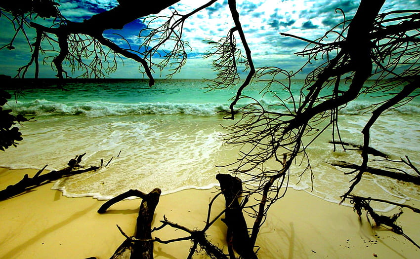 WIDOK NA PLAŻĘ, Bing, niebo, przyroda, ocean, gałązki, plaża Tapeta HD