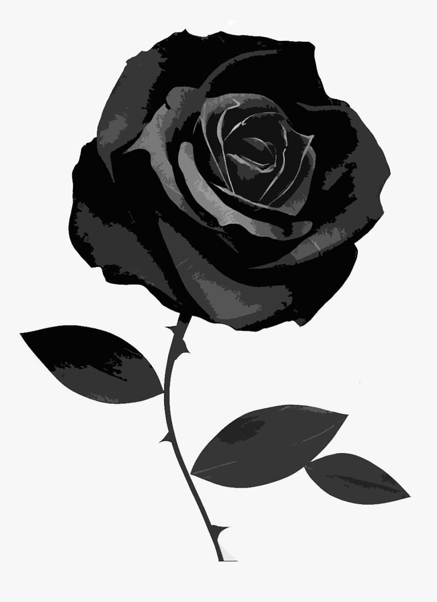 Rosa negra sobre fondo blanco