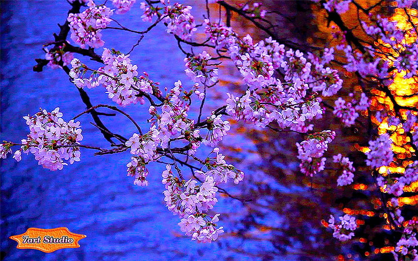 Kyoto Evening Blooming Sakura скрийнсейвър и анимация, Cherry Blossom Tree през нощта HD тапет