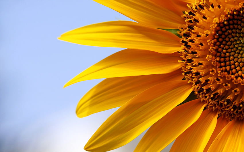 Sonnenblume für Hintergrund, Sonnenblume PC HD-Hintergrundbild
