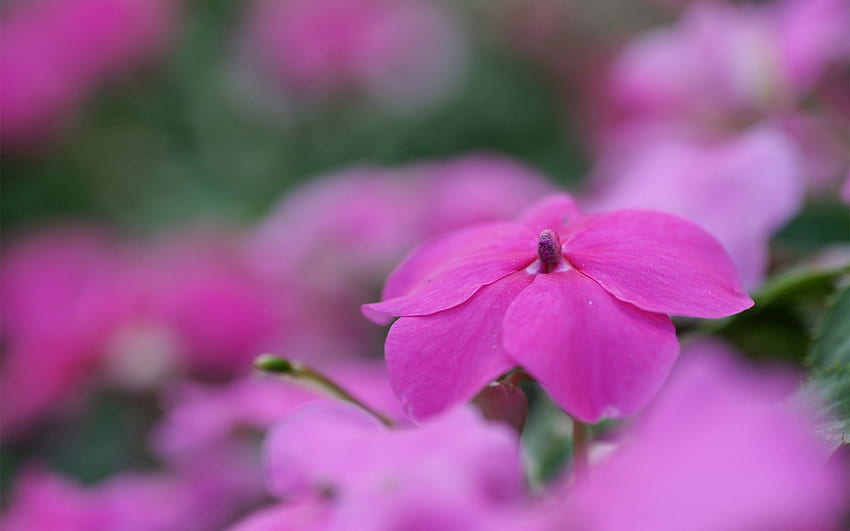ดอกไม้ พืช มาโคร กลีบดอก วอลล์เปเปอร์ HD