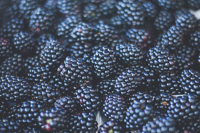 Food, Berries, Blackberry, Blur, Smooth, Ripe HD wallpaper