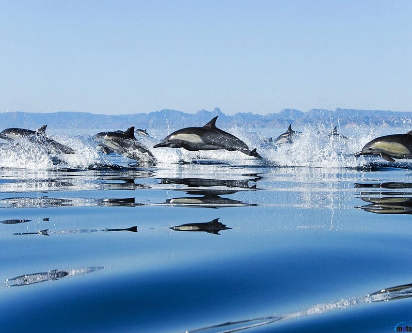bandada de delfines, bandada, delfines, salto, agua fondo de pantalla