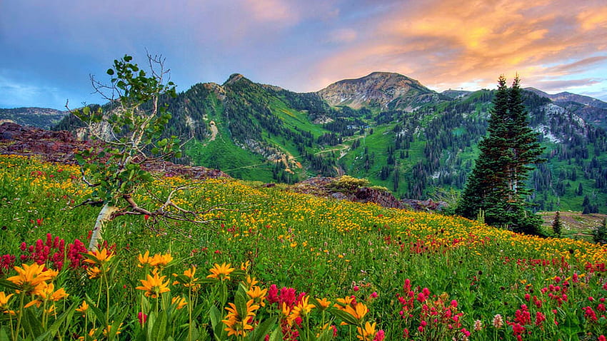 Mount Baldy Sunset, Alta, Utah, wildflowers, clouds, sky, flowers, mountains, usa HD wallpaper