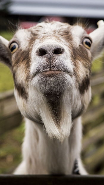 Goat HD Wallpapers  Top Free Goat HD Backgrounds  WallpaperAccess