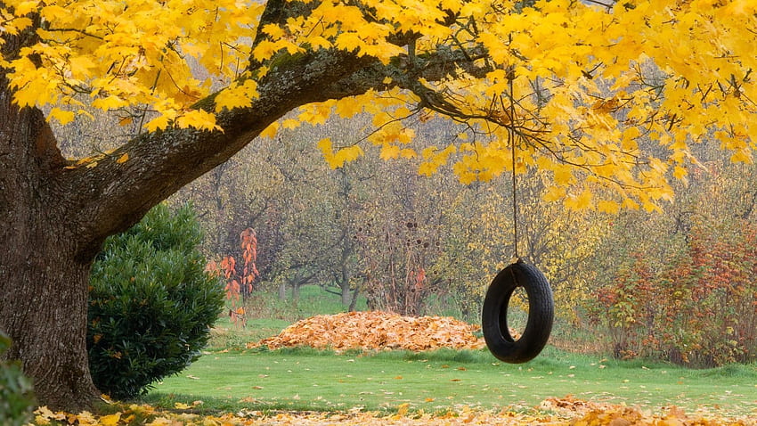 Natura, jesień, liście, drewno, drzewo, koło, huśtawka, klon, lina Tapeta HD