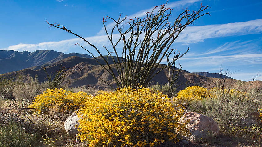 Fiori Selvatici, Anza Borrego Desert State Park, California, fiori, alberi, nuvole, paesaggio, cielo, primavera, montagne, usa Sfondo HD