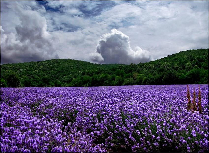 Lavender Day, morning, lavender, green, clouds, trees, fields, sky, flowers HD wallpaper