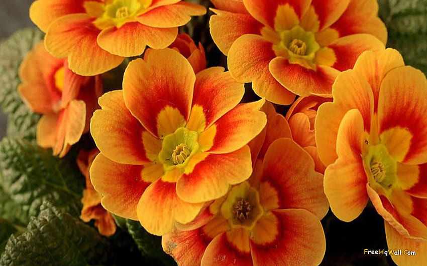 Beautiful Orange Flower, Country Spring Flowers HD wallpaper
