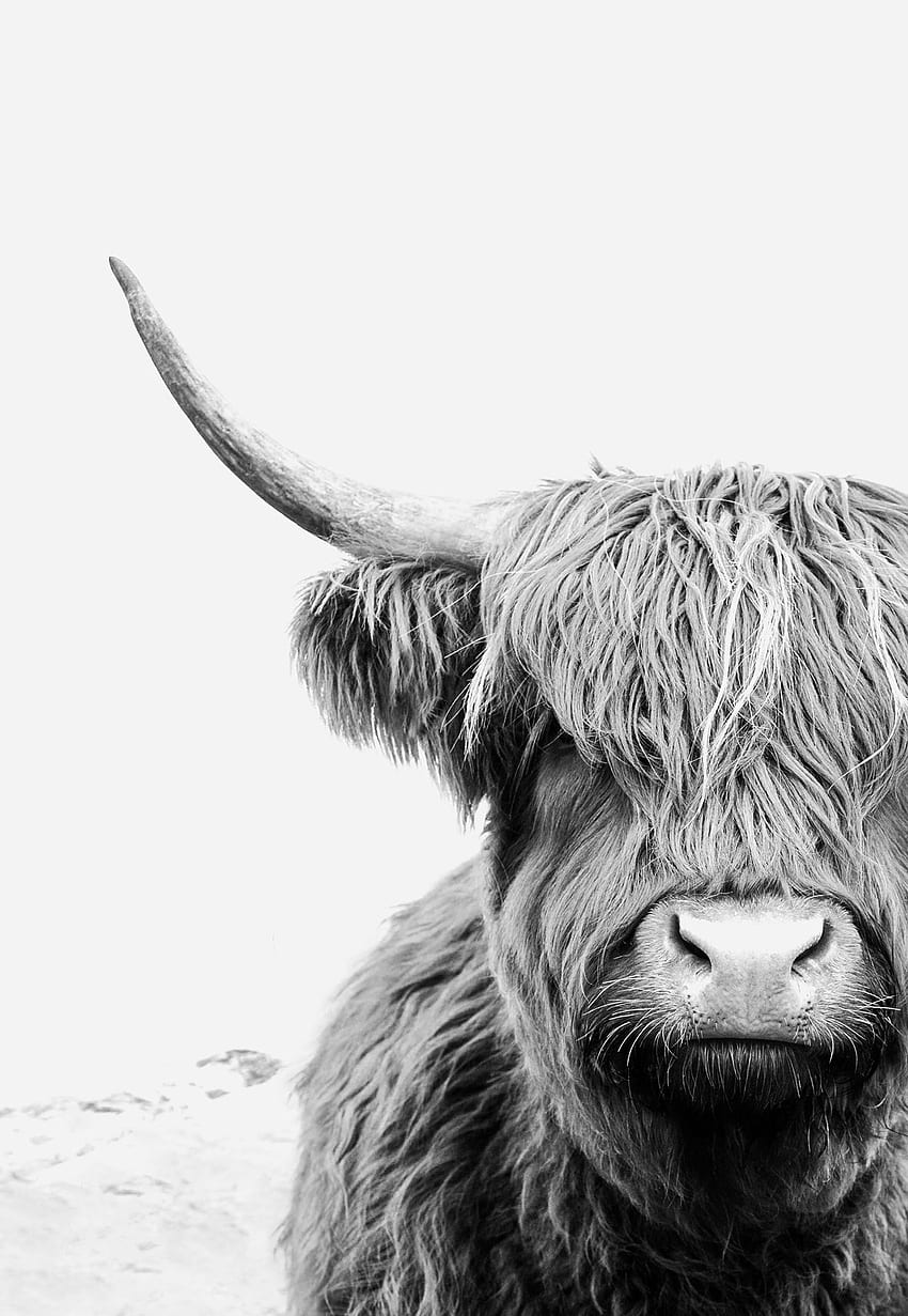 Highland Cow Print Large Wall Art Black and White Wall Art. Etsy Australia. Highland cow art, Highland cow print, Cow art, Black and White Cow HD phone wallpaper