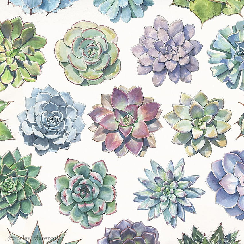 Watercolor Succulent - . Succulents , Watercolor succulents, Paintings tumblr HD phone wallpaper