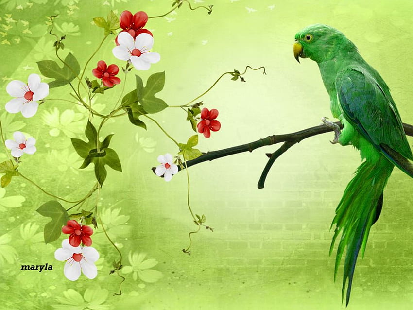 Parrot, Green Parrot HD wallpaper