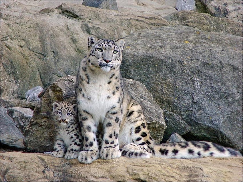 Snow Leopard, minunat, leopard, zapada, munte HD 월페이퍼