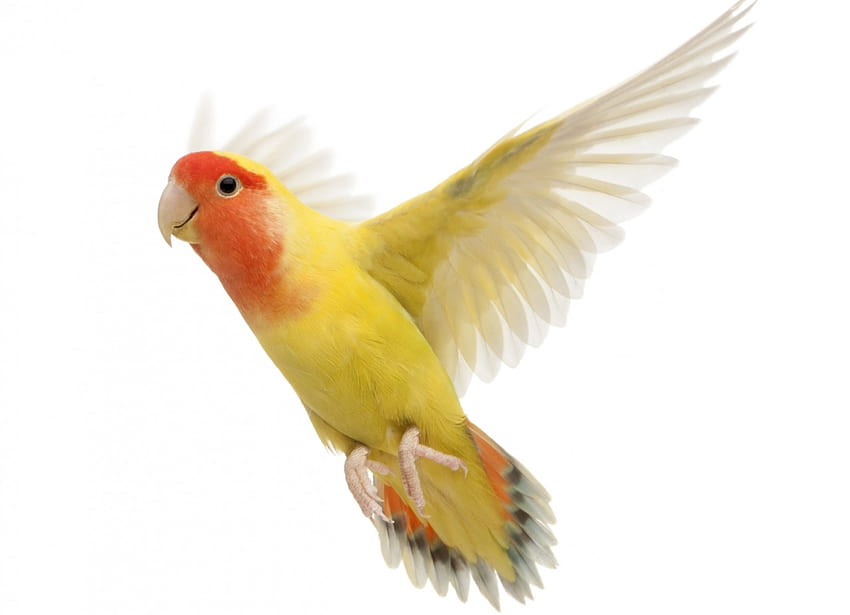 Perroquet, ailes, blanc, nymphe, oiseau, jaune, pasare, orange Fond d'écran HD