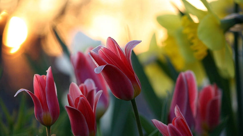 Flowers, Tulips, Bud, Bloom, Flowering HD wallpaper