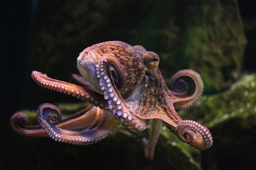 Octopus, tenticle, animal, ocean HD wallpaper