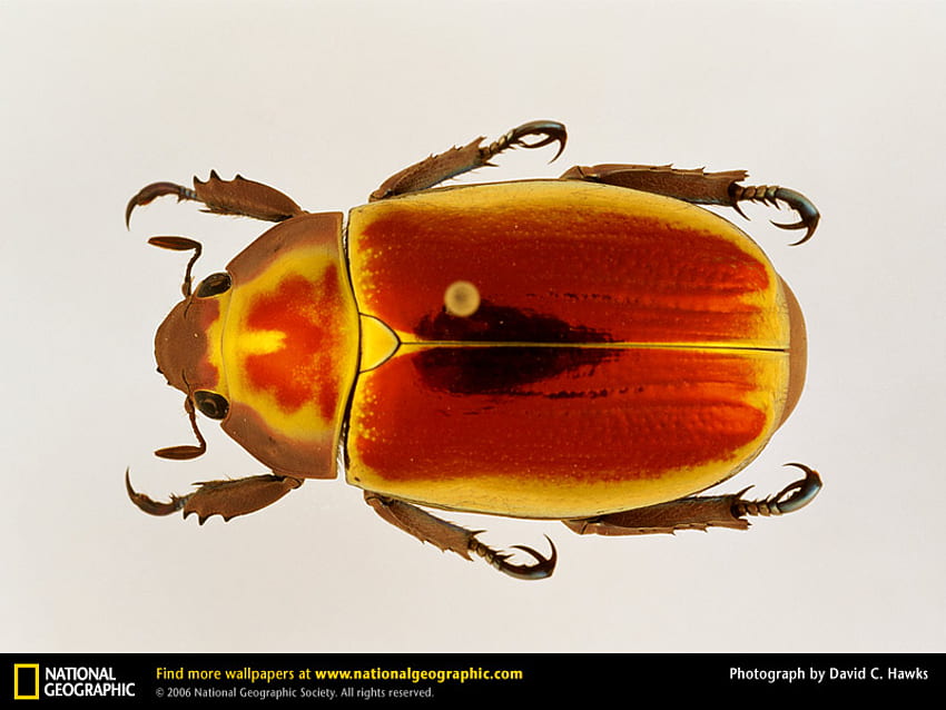 The Scarab Beetle, bugs, animals, scarab, beetles HD wallpaper